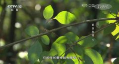 CCTV央视媒体 - 在CCTV-10《地理中国》 投放 广告多 少钱 